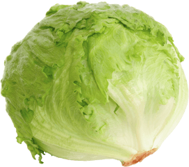 Iceberg Lettuce - Levarht Lettuce Iceberg Png