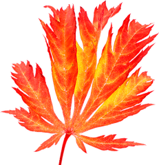 Red Maple Leaf In Autumn - Photos By Canva Japanese Maple Png