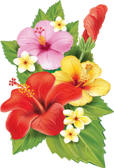 Tropical Flower Illustration Png Free - Transparent Background Tropical Flowers Png