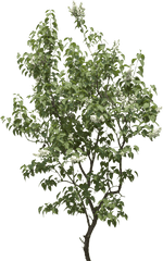 40 Tree Png Images Are Free To Download - Gufic Biosciences Ltd Navsari