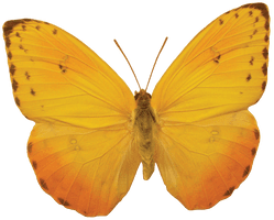 Butterfly Free Clipart HD - Free PNG