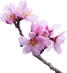 Almond Tree Flowery Branch Flower Png Transparent Background