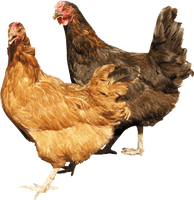 Chicken Png Image