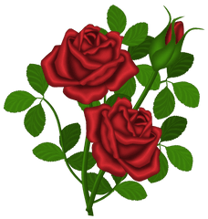 Download Hd Rose Bush Clipart Dozen Red Roses - Roses Clipart Roses Png