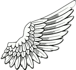 Right Wing Png - Wing Drawing 5141661 Vippng Transparent Background Angel Wings Png Clipart