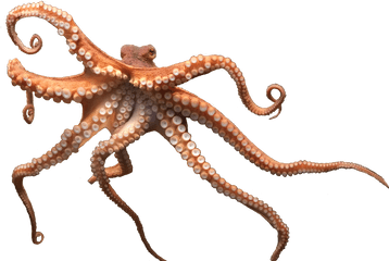 Octopus Png - Octopus Hd Png