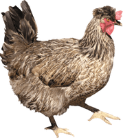 Chicken Png Image