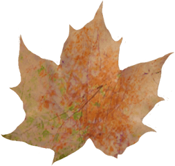 Download Hd Fall Leaves Pile Png - Autumn Leaves Leaf With A Shadow