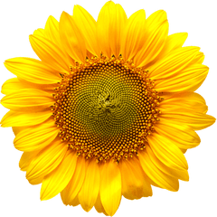 Cold Pressed Sunflower Oil Fonte Puro - Sunflower Wall Clock Png