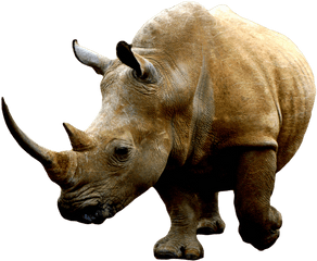 Rhino Png 4 Image - White Rhino Transparent Background