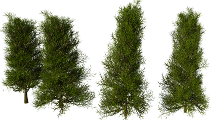 Pine Tree - Blender Tests Blender Artists Community Pond Pine Png