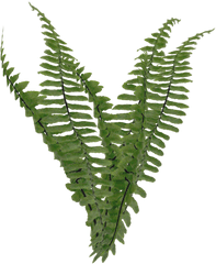 Ferns Png - Plant Fern Png