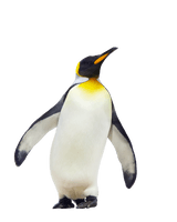 Penguin Free Download Png