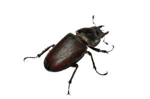 Beetle Png Clipart