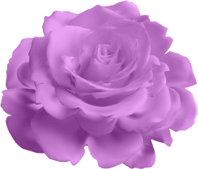 Lavender Purple Rose Png Free - Blue Flower Transparent Background