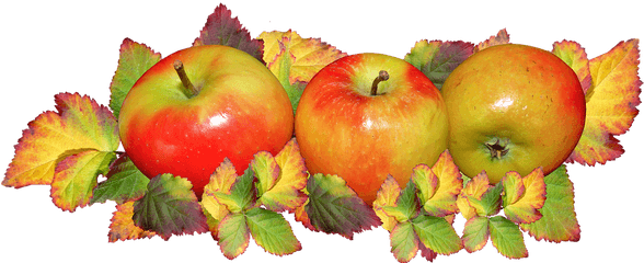 Fruit Apples Autumn Leaves - Harvest Festival Apples Png