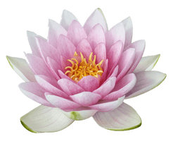 Lotus Flower Download Free Image - Free PNG