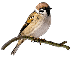 Sparrow Free Png Image