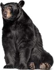 Oso Negro Psd Official Psds - Black Bear Png