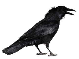 Hd Common Raven Transparent Background - Transparent Background Crow Png