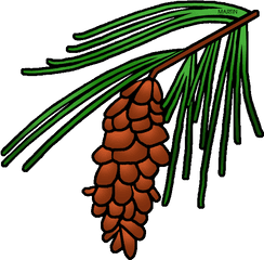 Pine Tree Clipart State - Pine Cone Tree Clipart Png State Flower Of Maine