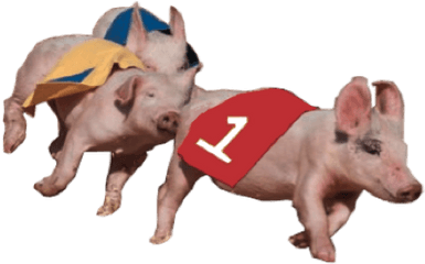 Hedricku0027s Pig Races Promotions Inc - Racing Pig Png