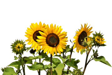 Girasol Flor Amarilla - Sunflowers Png