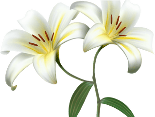 Lily Clipart Transparent Background - White Lily Flower Png