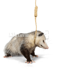 Hanging Noose Around Neck - Animals In A Noose Png