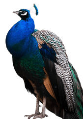 Download Peacock Feather Transparent Background - Peacock Peacock Png