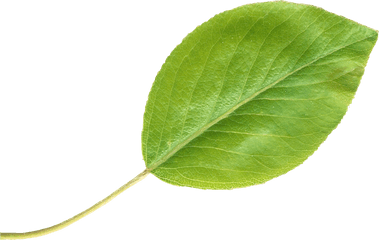 Pear Leaftransparent - Leaf Singular Png