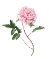 Peony File - Free PNG