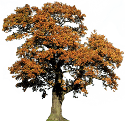 Oak Tree Clipart - Oak Png