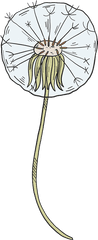 Dandelion Puff Clipart Free Download Transparent Png - Clip Art