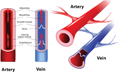 Muscle Veins Transparent Png Clipart - Artery And Vein Difference