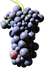 Uvas Png Transparent Uvaspng Images Pluspng - Uvas