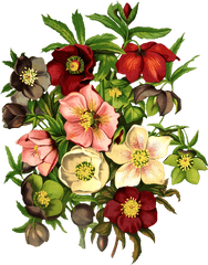 Vintage Floral Png - Black Hellebore Tattoo