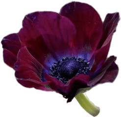 Bordeaux Anemone Transparent Png - Mistral Anemone