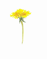 Yellow Dandelion Photos Download HD PNG