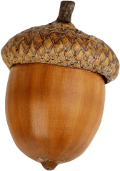 Dried Acorn Png Download Image - Acorn On White Background