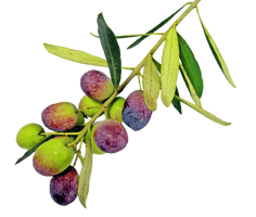 Olive - Free PNG