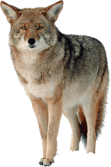 Coyote Png Hd - Coyote Png Transparent