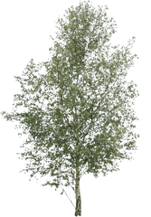 Cut Out Trees Transparent Png Clipart