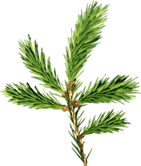 Fir - Tree Png Images Free Download Picture Pine Tree Leaves Transparent
