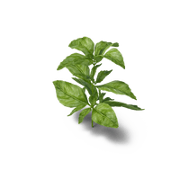 Basil Herb Plants Parsley Medicinal Free Download PNG HD