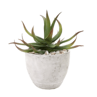 Vera Potted Aloe PNG Free Photo