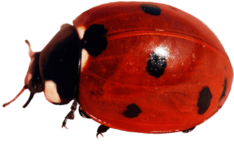 Ladybug Clipart - Ladybug Png