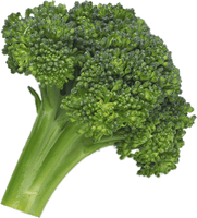 Broccoli Png Image