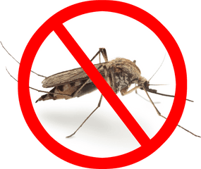 Mosquito Png Image Transparent - Malaria Picture Of Mosquito