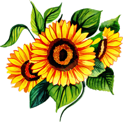 Free Png Watercolor Floral Sunflower